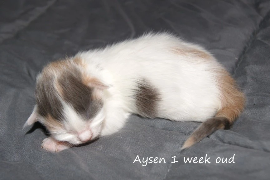 Aysen
